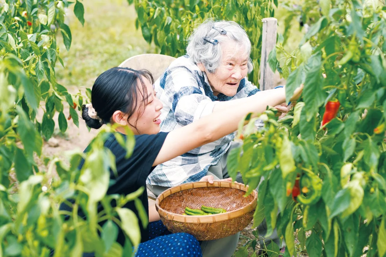 长辈在员工陪伴下采摘蔬果